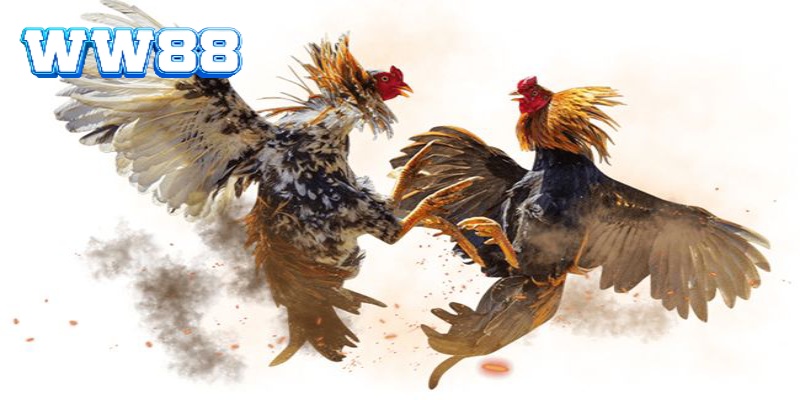 Các lý mà người chơi nên lựa chọn đá gà trực tuyến để đặt cược