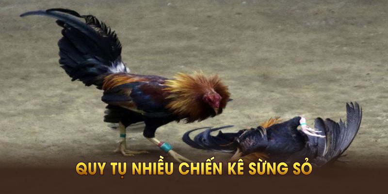 Đá gà WW88 quy tụ nhiều chiến kê sừng sỏ