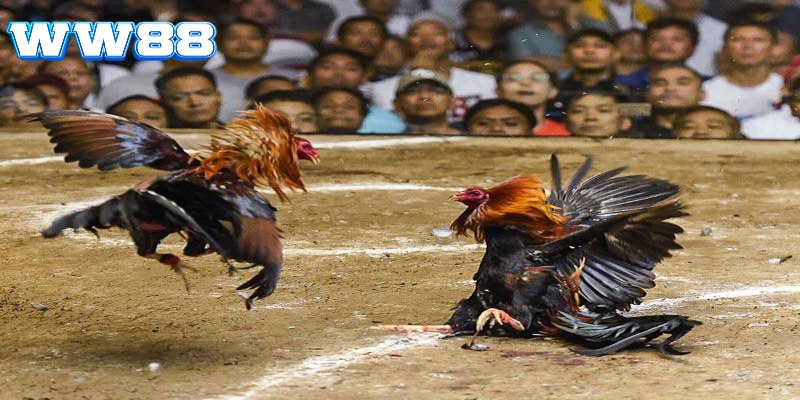 Đá gà trực tuyến là hình thức giải trí hấp dẫn tại WW88