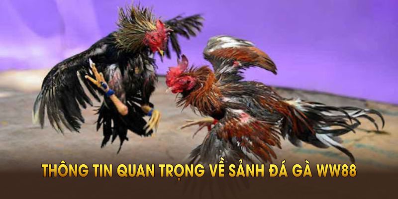 Những thông tin quan trọng về sảnh Đá gà WW88 bạn cần biết