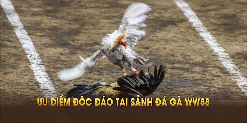 Trải nghiệm ưu điểm độc đáo tại sảnh đá gà WW88